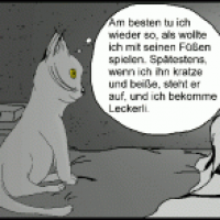 Katze die Leckerli will V2